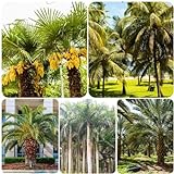 300 Pcs palmensamen set - bonzai bäume stauden winterhart mehrjährig,Trachycarpus fortunei,palmen bonsai tree balkonpflanzen baumsamen pflanzen winterhart hochbeet samen seltene pflanzen