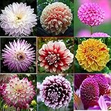 Dahlien Knollen Winterhart Mix Geschenke FüR Gartenliebhaber Blumen Garten Zwiebeln Dahlia Dahlie Blumenzwiebel Indoor Garden Hydrokultur Pflanzen Zimmerpflanzen Pflanztopf 10Stück