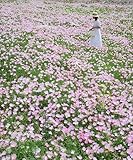 NO-GMO 2200 Samen, Rosa Abendkerze Wildblume Gartensamen Bodendecke Mehrjährige Blume Samen Heirloom Samen