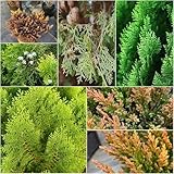 zypressen dachbegrünung baumsamen garten deko wohnzimmer modern pflanzensamen robuste balkonpflanzen winterhart zypressen winterfeste für balkon 550samen