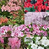 rhododendron topfpflanzen kräuterpflanzen garten rhododendron rankpflanzen balkonpflanzen winterhart exotische winterhart, 600samen