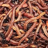 Kompostwürmer, 500 g Eisenia lebende Erdwürmer zur Kompostierung, zum Kompostieren Ihrer Biodechet in einen Wurmkomposter oder in den Komposter Ihres Gartens. (500)