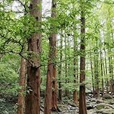 Wassertanne gartenpflanzen winterharte für balkon dekopflanzen pflanzensamen balkon pflanztopf baumsamen winterharte stauden bonsai 10samen