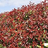 Photinia fraseri 'Red Robin' Strauch - Immergrüne Sichtschutzhecke, schnell wachsende Gartenlandschaftspflanze, robuste rote Blatt-Outdoor-Sträucher für die Abgrenzung