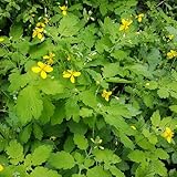 Schöllkraut samen - garten samen stauden pflanzensamen - Seltene pflanzen serie - hochbeet balkon blumen zimmerbonsai bonsai bodendecker gartenblumen winterharte pflanzen für garten 400pcs