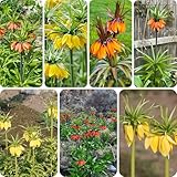 kaiserkronen knollen mehrjährig, blumenzwiebeln frühblüher frühlingsblumen blumenzwiebel kübelpflanze schnittblumen pflanzkörbe blumenwiese zimmerpflanzen topfpflanzen winterharte 12pcs