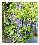 BALDUR Garten Blauregen Blue Moon, 1 Pflanze, winterhart, bienenfreundlich, pflegeleicht, Wasserbedarf gering, blühende Kletterpflanze, Wisteria macrostachya