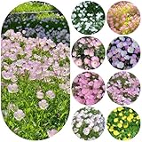 nachtkerze kaufen - hochbeete für garten bodendecker winterhart topfpflanzen für draußen mehrjährig balkon 800samen