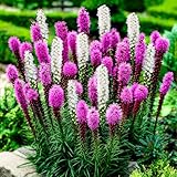 Liatris spicata Lila und Weiß Kollektion (50 Zwiebeln), Mix von 2 Sorten, 25 von jeder Farbe, Winterhart und Mehrjährig, Stauden aus Holland (kein Samen und nicht künstlich), Weiß-Violett Farben