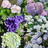 hortensien garten blumendeko kräuterpflanzen, frühlingsblumen hortensien gartenpflanzen wildblumenwiese mehrjährig dachbegrünung blumensaat 120samen