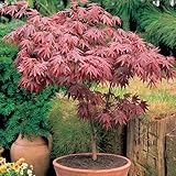 Gardeners Dream Japanischer Fächerahorn Acer Palmatum Atropurpureum - 1 x Japanischer Ahorn Winterhart im Topf - Winterharte Pflanzen für Garten, Kübel & Balkon - Roter Ahorn Baum - Mehrjährig