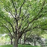 Kampferbaum - kübelpflanzen winterhart mehrjährig balkonpflanzen winterhart hochbeet balkon grünpflanzen gartenpflanzen garten zimmerpflanze pflanzendeko 200samen