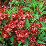 Rote Weigelie Red Prince Weigela winterhart mehrjährig sonnig bis schattig (Liefergröße: 60-100 cm)