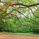 Kampferbaum - zimmerpflanzen pflanzensamen exotische balkonpflanzen winterhart - Seltene serie - hochbeet balkon grünpflanzen pflanzendeko 30samen
