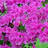 Gardeners Dream Purple Azalee (1 Stk.) - Japanische Rhododendron Pflanze - Immergrüne Azalee Winterhart - Mehrjährig Blühende Winterharte Pflanzen für Garten im Topf - Winterharte Kübelpflanzen