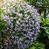 isotoma fluviatilis samen - exotische pflanzen samen winterharte kübelpflanzen hochbeete für garten bodendecker pflanzen winterhart saatgut gartenpflanzen winterhart exotische pflanzen 400pcs