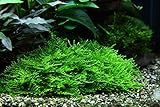 Tropica Aquarium Pflanze Moos Taxiphyllum 'Spiky Nr.003G TC in Vitro 1-2 Grow Wasserpflanzen Aquarium Aquariumpflanzen