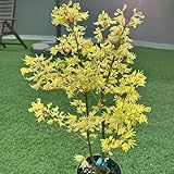 250 Pcs Ahorn Winterhart Baum Samen - Japanischer Ahorn - Winterharte Pflanzen Für Garten Ahornbaum Kaufen Samen, Gartenpflanzen Winterhart Mehrjährig Bonsai Tree Bäume Pflanzen, Blumensamen