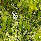 Kampferbaum - gartenpflanzen pflanzensamen winterharte für garten exotische deko kübelpflanzen winterhart mehrjährig pflanztöpfe 70samen