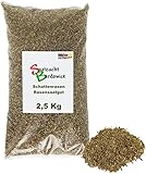 Saatzucht Bardowick Rasen Schattenrasen Grassamen Rasensamen Rasensaat Gras 2,5kg Gras - Qualität zum Fairen Preis