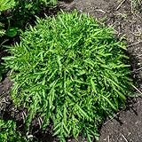 rucola samen bio, grünpflanzen gemüsepflanzen exotische pflanzen gemüsesamen winterharte pflanzen für garten balkongarten gewächshaus balkon bonsai samen gartenkräuter samen 500pcs