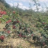 szechuanpfeffer bio samen Gemüsegarten - Zanthoxylum bungeanum - pflanzensamen Seltene Pflanzen Serie heilpflanzen gemüsepflanzen jungpflanzen szechuan pfeffer- gemüsebeet 100pcs