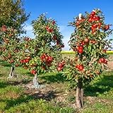 apfelbaum winterhart - samen obstbaum winterharte stauden dekopflanzen zimmerpflanze obstpflanzen spalierobst äpfel samen pflanzensamen kräutergarten bonsai topf pflanzendeko 500pcs