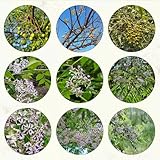 25 pcs neem baum samen winterharte kübelpflanzen, kräuter pflanzen bäume blumensamen balkon kräutersamen frühlingsblumen kräuterpflanzen dachbegrünung samen winterharte stauden mehrjährig,