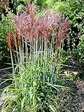 Miscanthus sinensis ' Serengeti ' Einzeln im Topf Echtes Chinaschilf (Ziergras Gräser Stauden winterhart) (1)