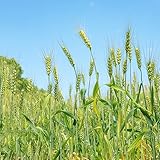 weizen heilkräuter pflanzensamen gemüsebeet dachbegrünung wildkräuter grünpflanzen weizengras hochbeete für garten kräutergarten indoor gemüsepflanzen zimmerbonsai bonsai garten 800samen