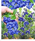 BALDUR Garten Trauben Heidelbeere 'Reka® Blue', 1 Pflanze, Blaubeeren Heidelbeeren Pflanze, Vaccinium corymbosum, reichtragend, wächst auf allen Gartenböden, winterhart