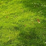 Rasensamen, Grassamen, Rasensamen Schnellkeimend Herbst, herbstpflanzen gartenpflanze steingartenpflanzen stauden winterhart mehrjährig 2000pcs