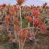 drachenbaum zimmerpflanze samen, immergrüne pflanzen winterhart exotische pflanzen winterhart balkonpflanzen, bonsai tree bio samen alte sorten zimmerbonsai bonsai topfpflanzen draußen 20pcs