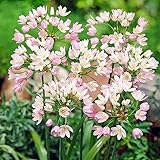 Knoblauch Kugellauch Allium Zierlauch Gigant Riesen Rosa White Blue Blau Weiß Schwarz viele Typen und Farben Wahl Zwiebeln zur Auswahl (Allium roseum Rosa 10 Stk.)