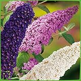 Drei-Farben-Sommerflieder 'Tricolor' (Buddleja Davidii) - Drei Farben Flieder in einem Topf von Garten Schlüter