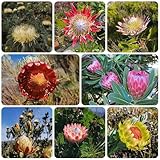 königsprotea blumenbeet, exotische winterhart kletterpflanzen, bio balkon winterharte kübelpflanzen wildblumen balkonblumen 400samen