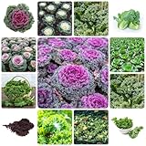 25 pcs grünkohl samen winterhart - nachhaltige geschenke für frauen,Brassica oleracea, kräutergarten geschenk samen wintergemüse saatgut balkonpflanzen zimmerpflanzen indoor garden