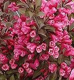 Rotlaubige Weigelie Weigela florida - Victoria - 40-60 cm im Topf gewachsene Qualität