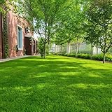 Rasensamen, ZoysiaSamen, Rasensaat, für sonnige plätze bodendecker winterhart mehrjährig bio zoysia grassamen 4000pcs