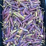 zuckererbsensaatgut - garten alte sorten winterhart exotische hochbeete balkon 100pcs