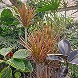 drachenbaum zimmerpflanze samen, exotische pflanzen winterhart winterharte pflanzen für den garten bio samen alte sorten winterharte kübelpflanzen pflanzen samen, bäume pflanzen 5pcs