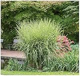10 x Miscanthus sinensis 'Zebrinus' 1 Liter (Ziergras/Gräser/Stauden/Winterhart) Chinaschilf - Zebraschilf