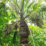 palmensamen - baumsamen, bonsai samen indoor palmen baum samen bonsai baum, deko wohnzimmer exotische pflanzen winterhart gartenpflanzen winterhart mehrjährig balkonpflanzen, bonsai 10pcs