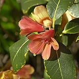 Wildarten Rhododendron Trewithen Orange 40-50cm - Rhododendron cinnabarinum - Gartenpflanze