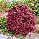 Japanischer Zwergahorn 'Shaina', palmatum, im 19 cm Topf