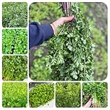 koriander samen bio pflanzen, koriandersamen gemüsesamen dekopflanzen winterharte blumen mehrjährig balkon garten balkon blumen dekopflanzen saatgut alte sorten bio saatgut 350pcs