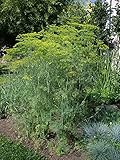 Dill Mammot - Anethum graveolens 100+ Samen - Seeds - Graines - Kräuter F 104
