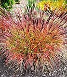 BALDUR Garten Chinaschilf Red Chief,3 Pflanzen, wunderschöne, rote Blütenwedel, kompakter, halbkugeliger Wuchs, Wuchshöhe von ca. 150 cm, winterhart & mehrjährig