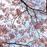 neem baum samen, niembaum winterharte pflanzen für garten neembaum pflanzen balkon, blumen deko wohnzimmer bonsai baum, balkonblumen baumsamen, frühlingsblumen winterharte 40pcs