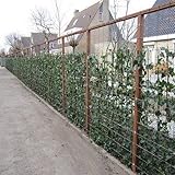 6 x Efeu - Hedera Hibernica 75/100cm : 6 kaufen, 4 bezahlen - 6 immergrüne echte Kletterpflanzen für eine 1 Laufmeter 100% Sichtschutz Hecke (Blickdicht) | ClematisOnline